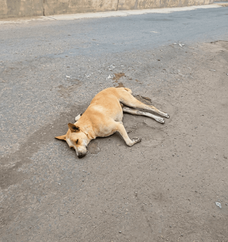 Indignación en Mollendo: envenenan a perros en Alto Las Cruces
