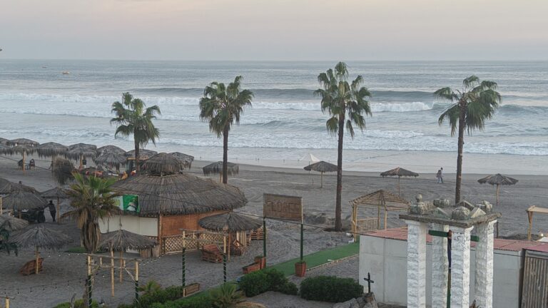 Plantan más de 20 palmeras en playas de Mollendo
