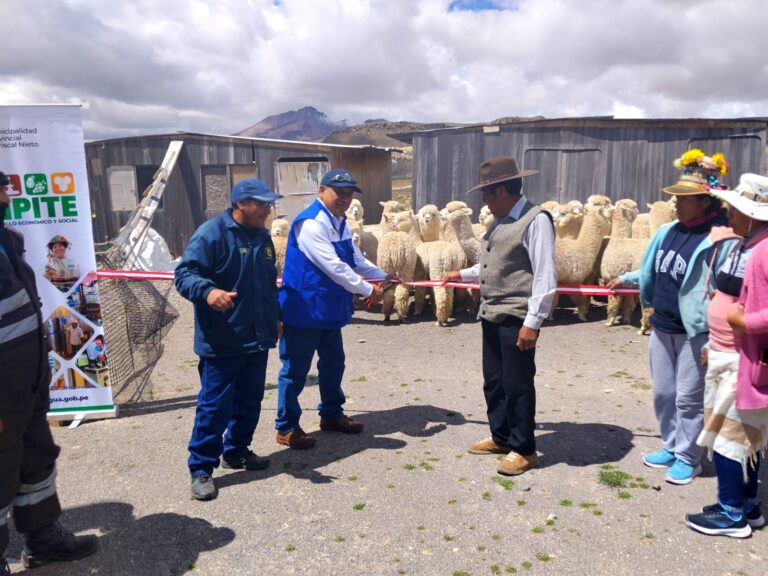 Procompite fortalece la crianza de alpacas en Huachunta con mejoramiento genético