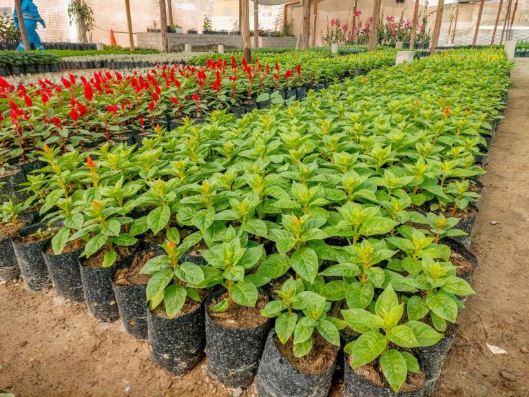 San Antonio: realizan curso sobre agricultura protegida frente al cambio climático