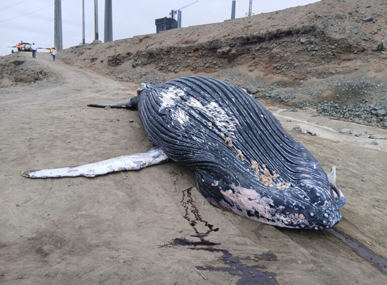 Ballena juvenil aparece varada en playa de Ilo