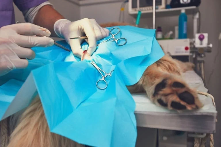MPMN esterilizará 100 mascotas en primera etapa de campaña gratuita