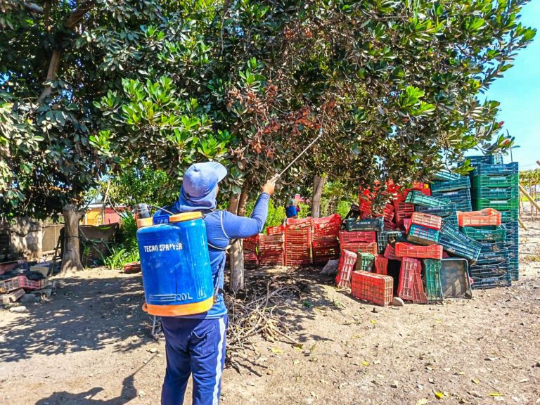 Continúan acciones sanitarias contra mosca de la fruta en la región Arequipa