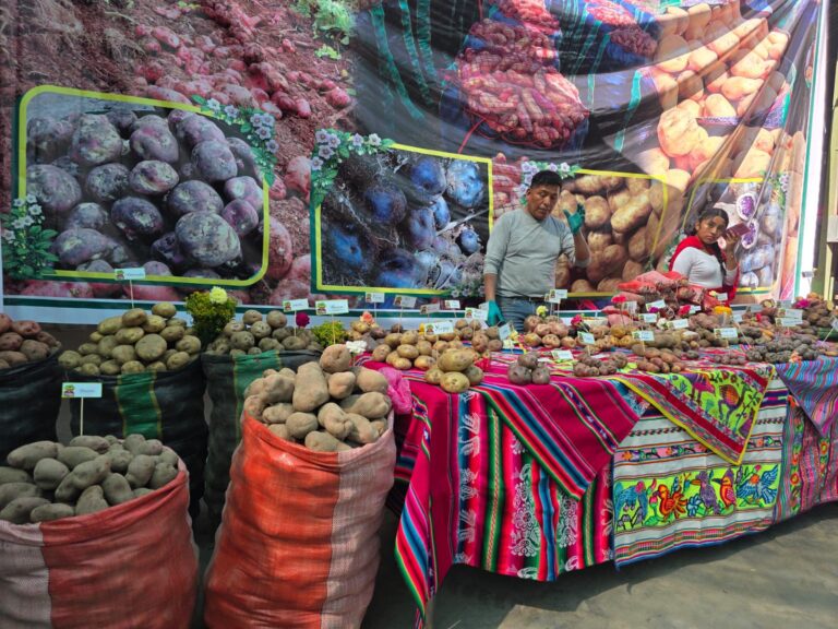 Feria El Pedregal celebró el Día de la Papa con concurso gastronómico y venta directa de productores