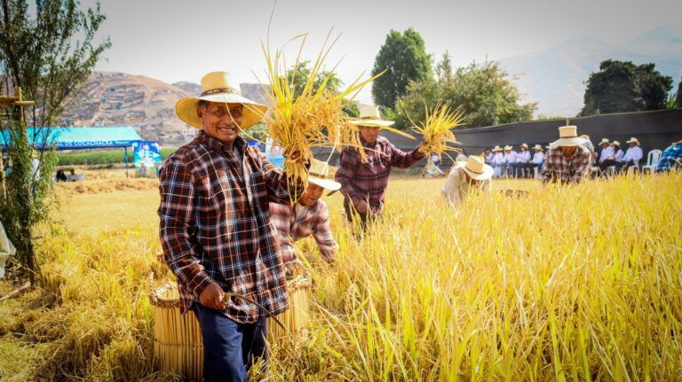 XI Festival de la Cosecha del Arroz se realizará el 23 y 24 de mayo en Cocachacra