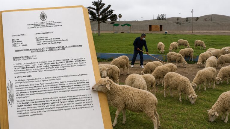 Pacocha: fiscalía formaliza investigación por peculado tras ‘desaparición’ de corderos
