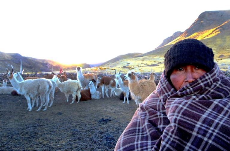 Senamhi alerta que temperaturas de hasta -12 °C pondrán en riesgo a alpacas en zonas altoandinas