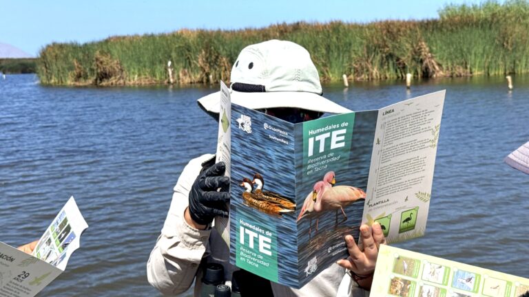 Los humedales de Ite destacaron en el Global Big Day 2026