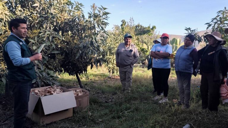 INIA fortalece control biológico de plagas en cultivos de Omate