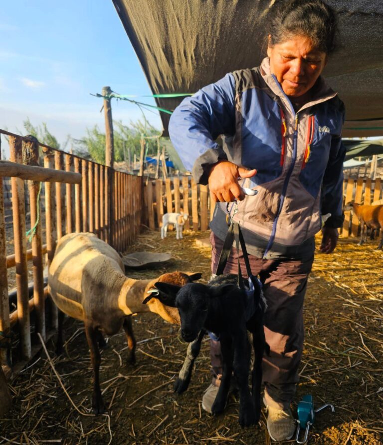 Continúan nacimientos de crías ovinas tras inseminación artificial en Deán Valdivia
