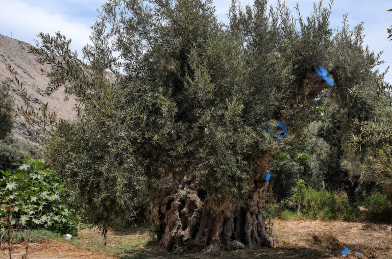 Raíces de eternidad: los olivos centenarios que guardan la historia de Ilo