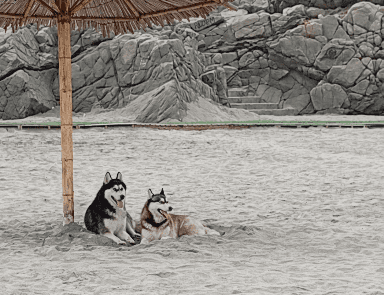 USAR Mollendo reporta presunto abandono de perros husky en plena playa