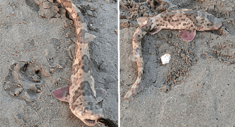 Hallan cinco crías de tiburón varadas en la segunda playa de Mollendo