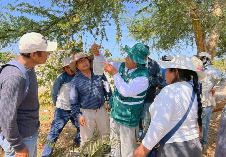 Arequipa protege 15 mil hectáreas contra la mosca de la fruta
