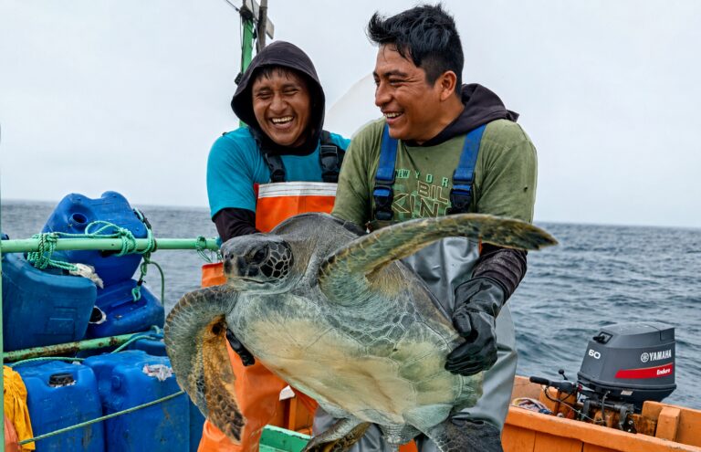 Pescadores de Islay serán capacitados en liberación de especies incidentales