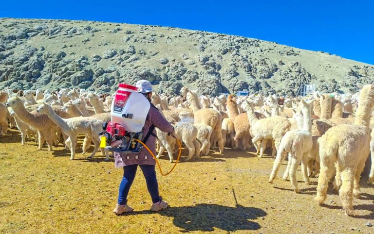 Más de 36 mil camélidos serán atendidos en campaña de sanidad alpaquera en Ichuña