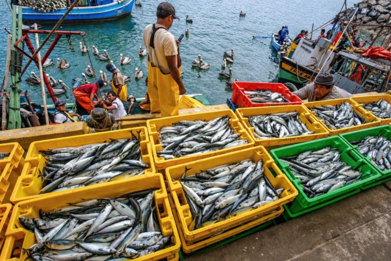 Pesca en el Perú: entre la captura y el cultivo