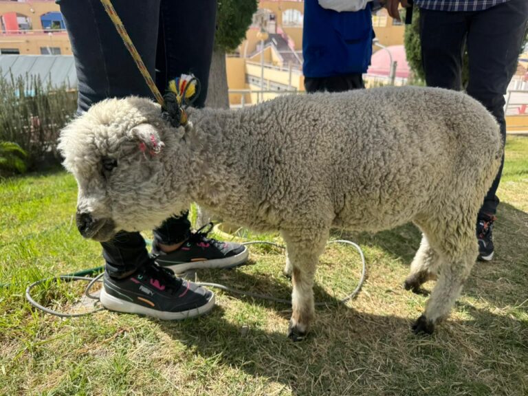 Serenazgo devuelve borrego que deambulaba por el centro de Moquegua