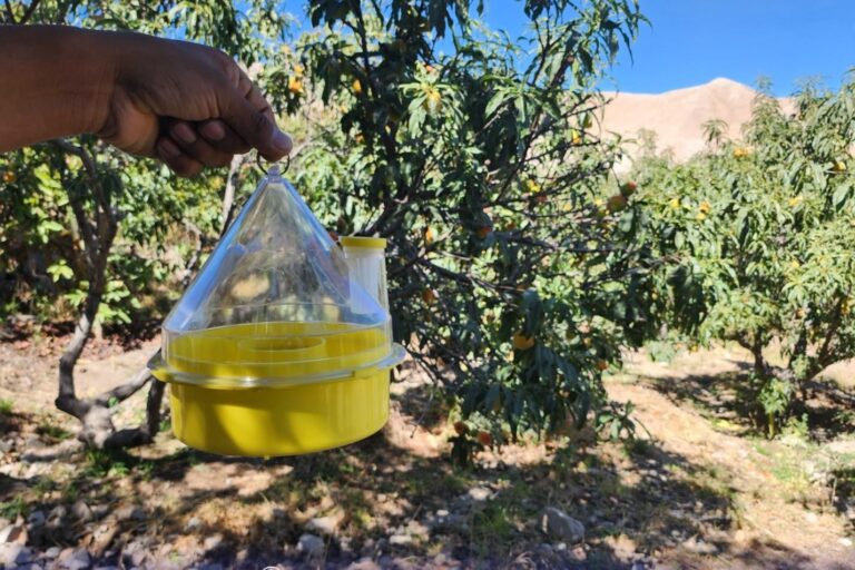 Realizan acciones preventivas para controlar la mosca de la fruta en Tumilaca