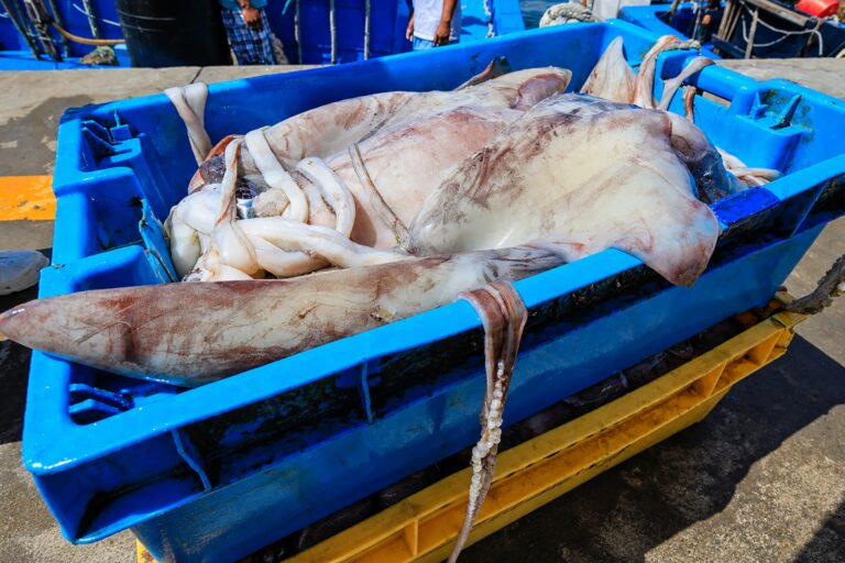 Produce eleva en 50,000 toneladas límite de captura de pota para 2026