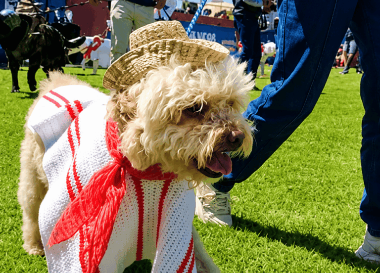 Mascotas competirán en primer concurso de disfraces por Fiestas Patrias