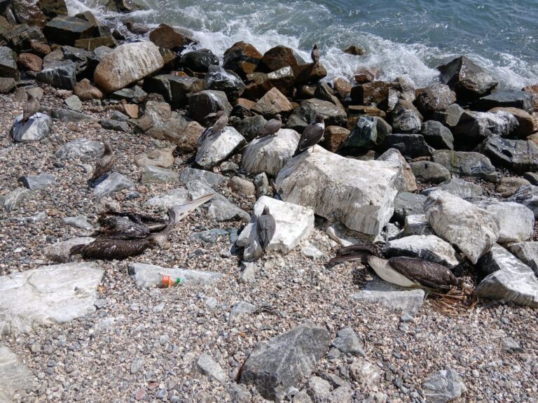 Gripe aviar es detectada en algunas aves marinas sometidas a necropsia en Ilo