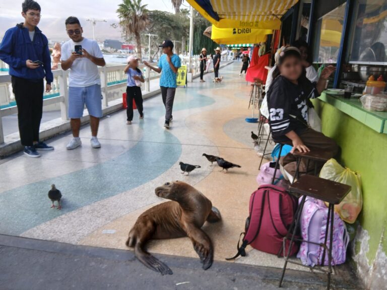 Lobos marinos llegan hasta el malecón costero de Ilo en busca de alimento