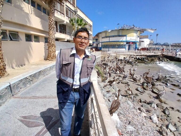 Aproximadamente 100 especies marinas fueron halladas muertas en el litoral de Ilo