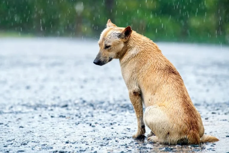 Exhortan a no dejar a las mascotas expuestas al frío ni abandonarlas