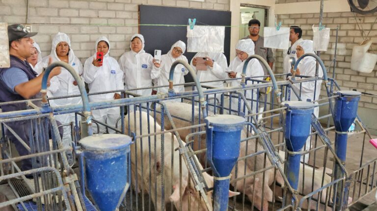 Porcicultores de San Antonio fortalecen sus conocimientos técnicos con pasantía en Lima