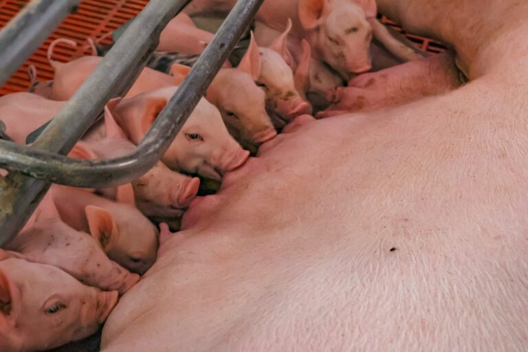 Primer parto porcino por inseminación artificial registra 15 lechones en San Antonio