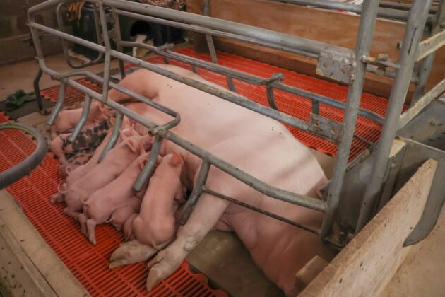 Primer parto porcino por inseminacion artificial en San Antonio 04072026 2 La Prensa Regional