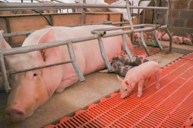 Primer parto porcino por inseminacion artificial en San Antonio 04072026 3 La Prensa Regional