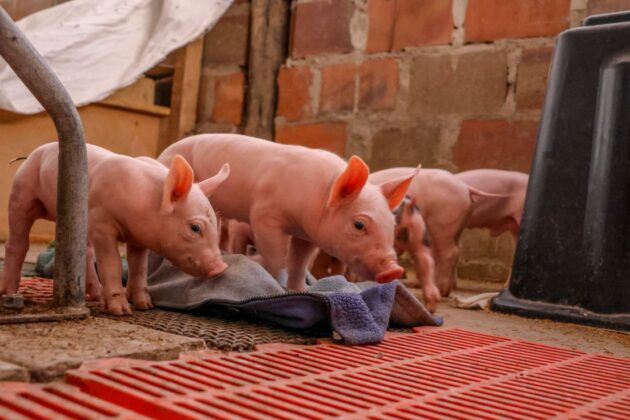 Primer parto porcino por inseminacion artificial en San Antonio 04072026 4 La Prensa Regional