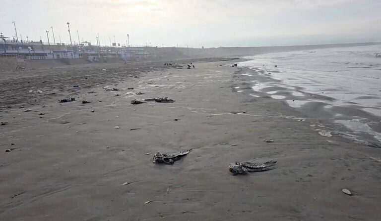 Retiran lobos marinos y pelícanos muertos de la playa Pozo de Lisas en Ilo