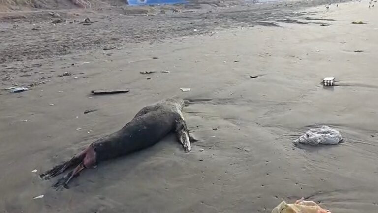 Próxima semana se conocerían las causas de muerte de lobos y aves marinas en Ilo