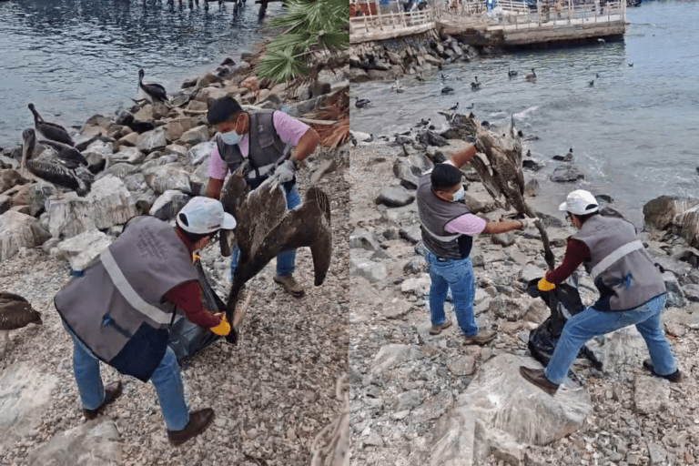 Retiran pelícanos muertos del malecón costero tras alerta ciudadana