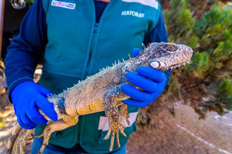 Serfor rescata iguana verde hallada en jaula para aves en Chen Chen