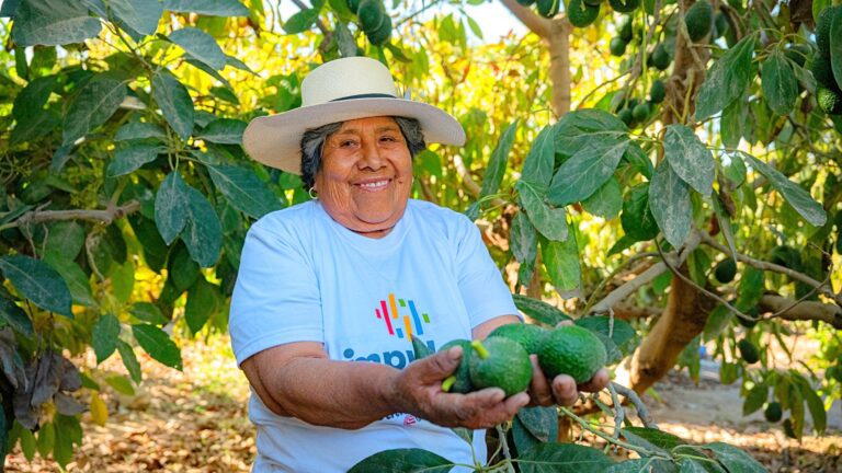 Southern Perú apoya producción de palta Hass y derivados en Locumba