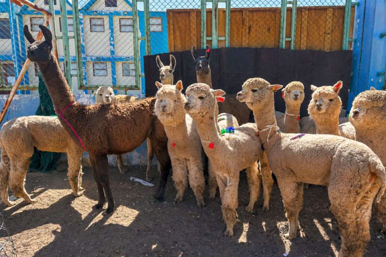 Southern Peru, impulsando oportunidades en Torata