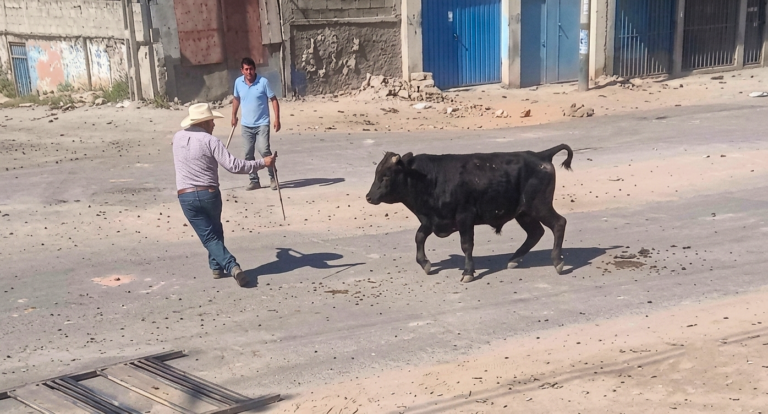 Arequipa: toro embiste y deja herido a su dueño 