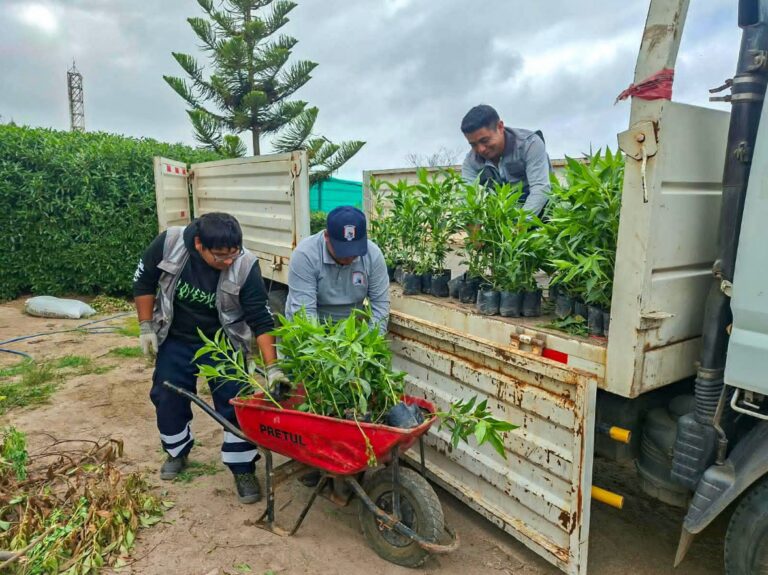 Samay dona 1100 plantones para áreas verdes de Islay-Matarani