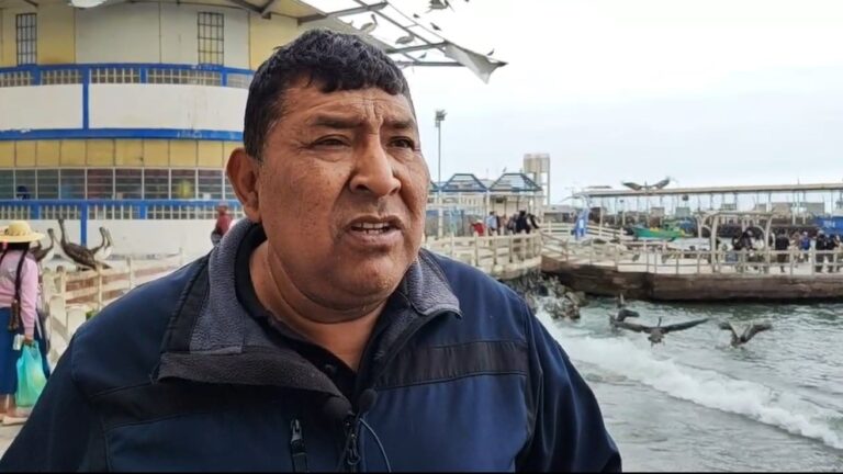 Realizan enmallado en La Glorieta para evitar que lobos marinos ingresen al centro de Ilo
