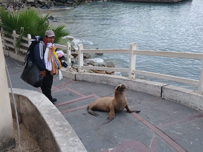 Lobos marinos recorren el centro de Ilo en busca de alimento