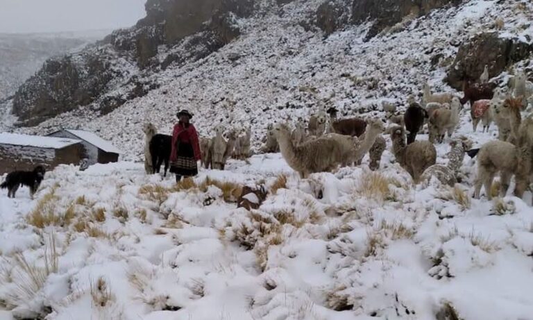 Nevadas y bajas temperaturas afectan a productores de cuatro distritos de Sánchez Cerro