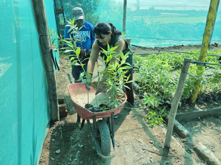 Distribuirán cerca de 800 plantas en Deán Valdivia