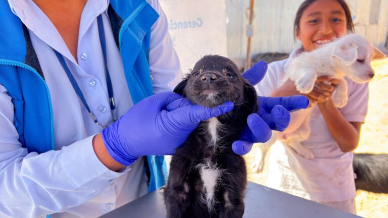 San Antonio inicia Campaña VanCan 2026 para vacunar a perros contra la rabia