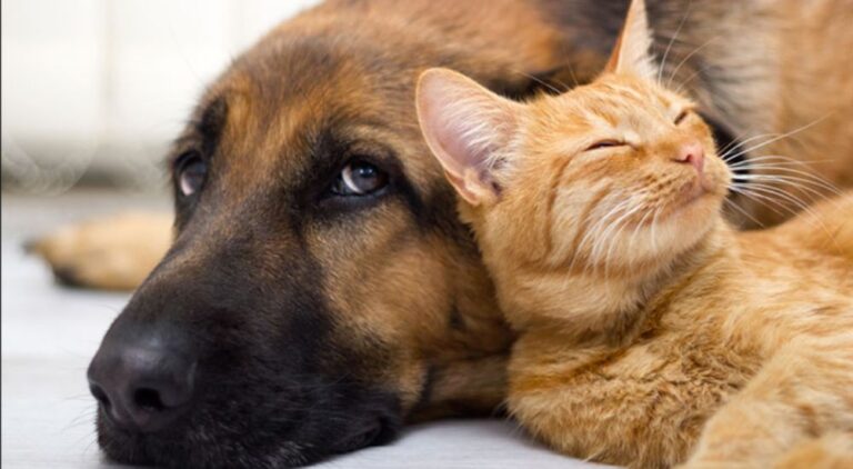 Promueven difusión de ordenanza sobre tenencia responsable de mascotas