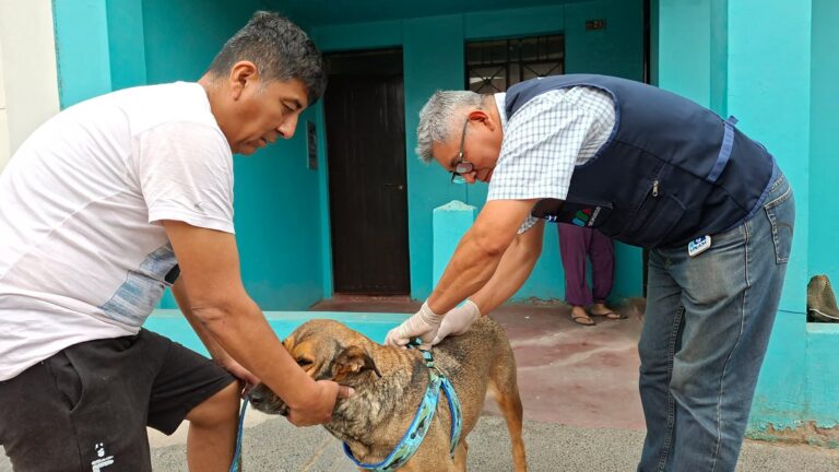 Vacunación canina gratuita se realizará este jueves en Alto Ilo