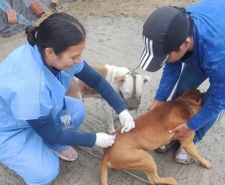 Realizarán jornada de vacunación antirrábica para canes en Pampa Inalámbrica